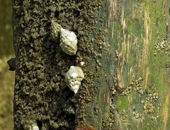 Thaisella trinitatensis