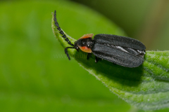 Lucidota atra