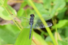 Celithemis verna