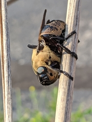Cuterebra abdominalis