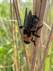 Cuterebra abdominalis