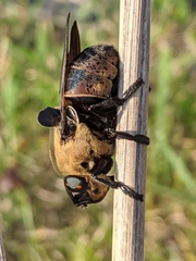 Cuterebra abdominalis
