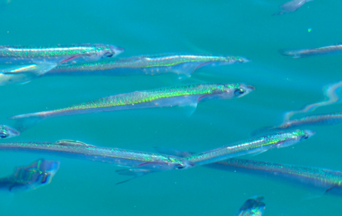 Northern Anchovy