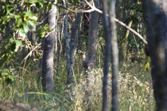 Aepyceros melampus melampus