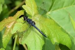 Celithemis verna