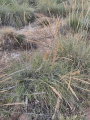 Macrochloa tenacissima