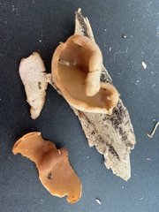 Gyromitra perlata