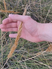 Macrochloa tenacissima