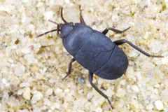 Aellopus atratus