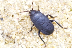 Aellopus atratus