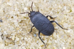 Aellopus atratus