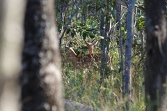 Aepyceros melampus melampus