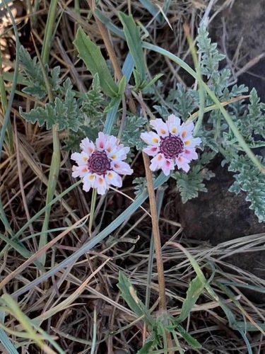 Image of Phyla cuneifolia by (c) Bob Henry, some rights reserved (CC BY)