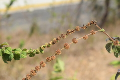 Asterohyptis stellulata