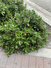 Heptapleurum arboricola
