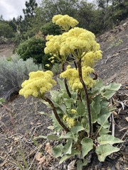 Eriogonum compositum