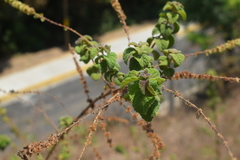 Asterohyptis stellulata