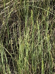 Festuca kingii