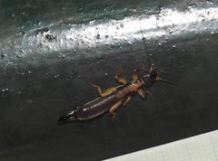 Cranopygia