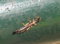 Cranopygia