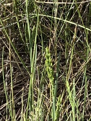 Festuca kingii