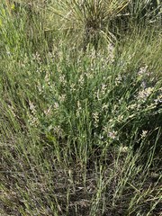 Astragalus flexuosus