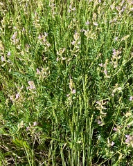 Astragalus flexuosus