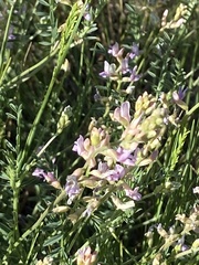 Astragalus flexuosus