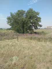 Populus deltoides monilifera