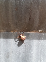 Steatoda nobilis
