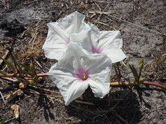 Ipomoea longifolia