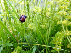 Phyllopertha horticola