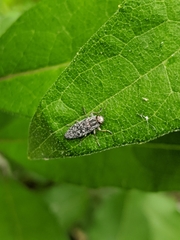 Spectralia gracilipes