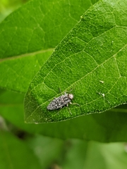 Spectralia gracilipes
