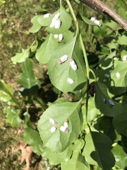 Chrysoesthia sexguttella