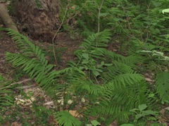 Matteuccia struthiopteris