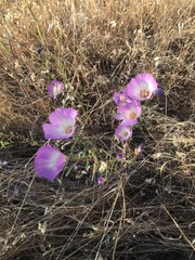 Clarkia gracilis albicaulis