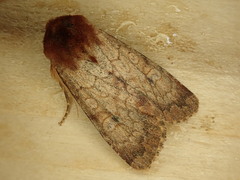 Sideridis rosea