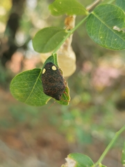 Solenosthedium bilunatum