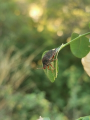 Solenosthedium bilunatum