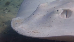 Pitted stingray (Dasyatis matsubarai) — Dasyatidae — 5