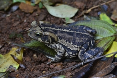 Rhinella henseli
