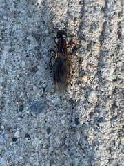 Camponotus novaeboracensis