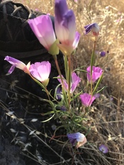 Clarkia gracilis albicaulis