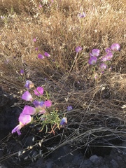 Clarkia gracilis albicaulis