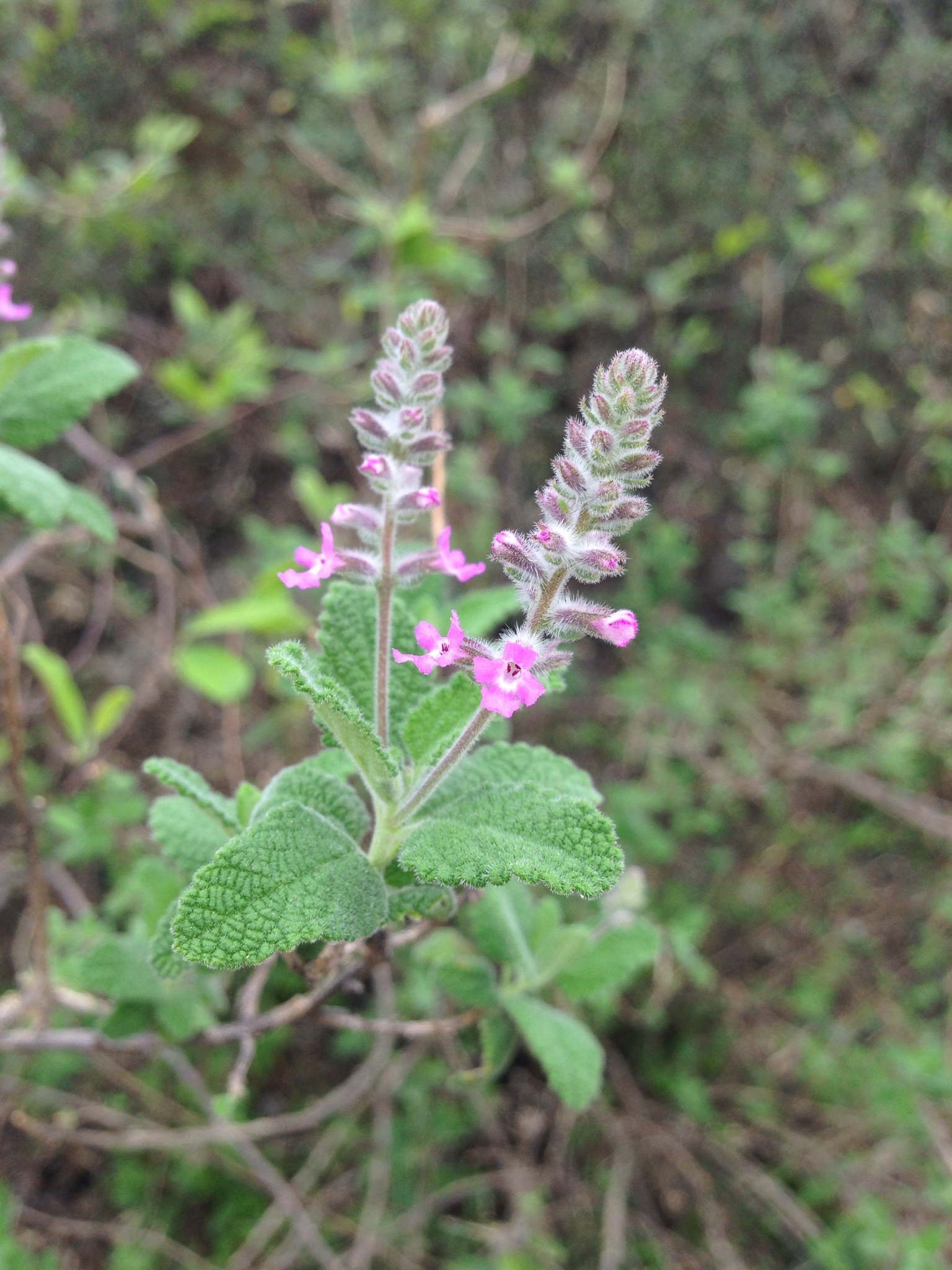 Aloysia macrostachya