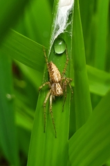 Oxyopes aglossus