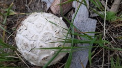 Calbovista subsculpta