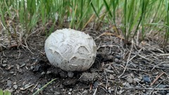 Calbovista subsculpta