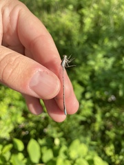Enallagma exsulans